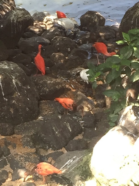鳥の餌場