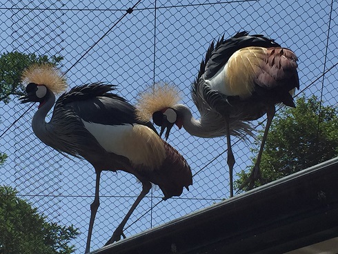 カンムリヅル