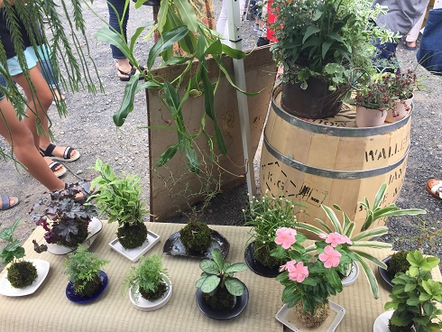 ゴザに苔玉