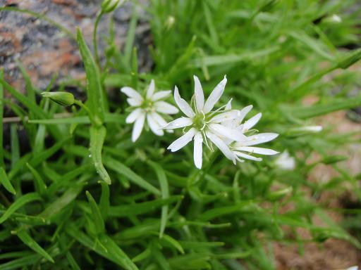 白い花の高山植物