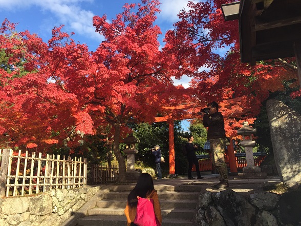 朝の天龍寺の紅葉