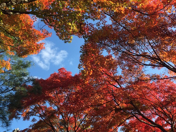 紅葉と青空