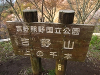 一目千本