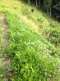 寺かふぇ用のお茶…⁉︎