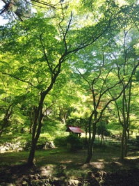 新緑の寺かふぇ