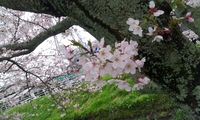 桜