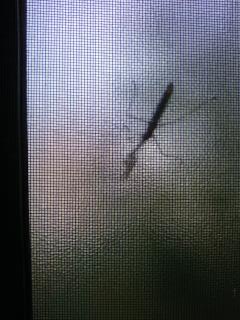 カマキリ？