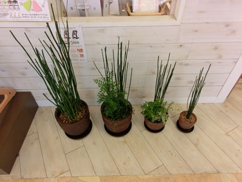 観葉植物 レンタル 販売 太喜園 たいきえん 観葉植物 販売 静岡 トクサ