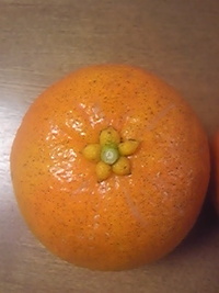 橙（だいだい）