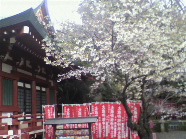 明日から４月、浅間神社のお祭りも始まります！