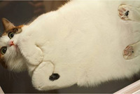 ネコの裏側