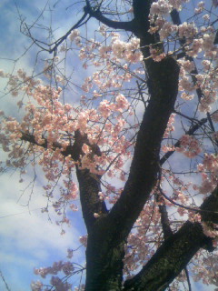 夜桜そば前の桜