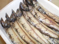 はだか鰯が・・・美味しそうでした。！！