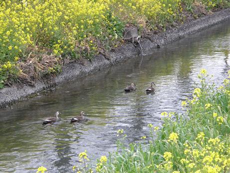 春の風景（菜の花）