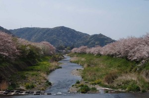 桜の山　西伊豆！
