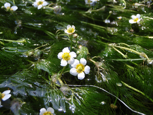 梅花藻　（万水川～犀川）