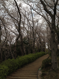 桜トンネル