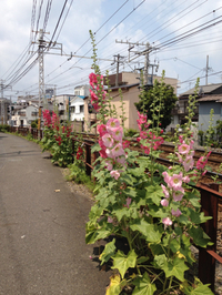 タチアオイの季節