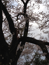 桜なりにぃーーー