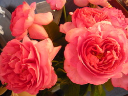 ピンクの薔薇