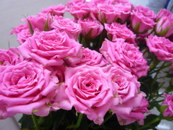 ピンクの薔薇
