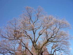 冬の公園