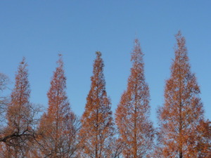 冬の公園