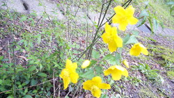 花だより
