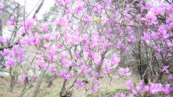 花だより