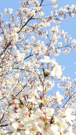 桜。