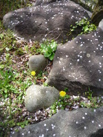 今日も桜から。。