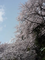 今日も桜から。。