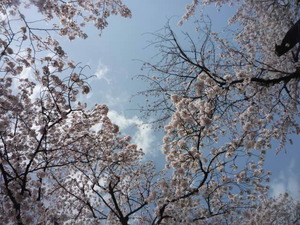 今日も桜から。。