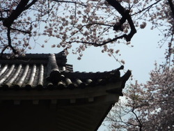 今日も桜から。。
