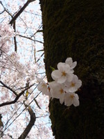 今日も桜から。。