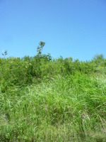 夏草