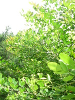 夏山へ・・・。