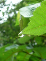 夏山へ・・・。