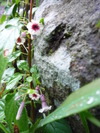 夏山へ・・・。