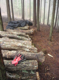 久しぶりに山へ。。