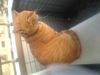 飼い主もトケネコ