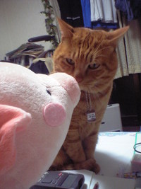 猫と豚