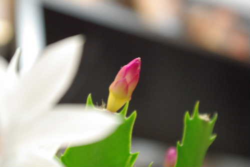 ＴＯＢＩＹＡＮ登美屋オープン　お祝のお花ぱちり！
