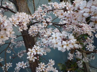 すももの花