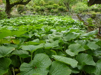 カエデの花〜梅が島の風景