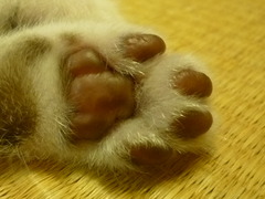 ネコのカードスタンド