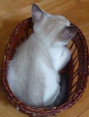 臨時休業のお知らせ