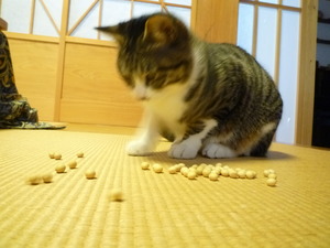 ネコと豆まき