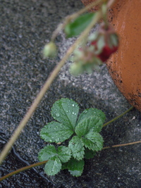 雨あがり