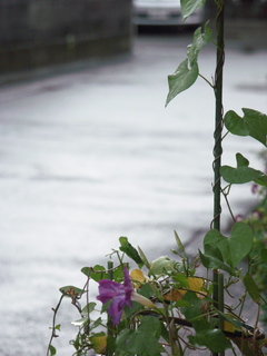 雨あがり